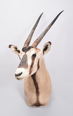 Lot 60 - Taxidermy: Gemsbok Oryx (Oryx gazella), modern,...
