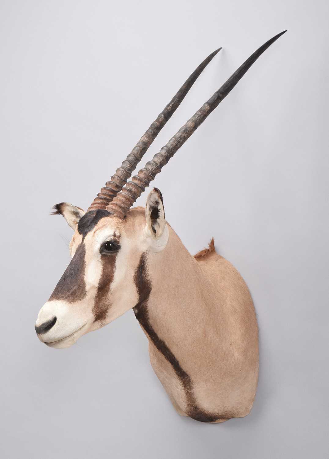 Lot 60 - Taxidermy: Gemsbok Oryx (Oryx gazella), modern,...