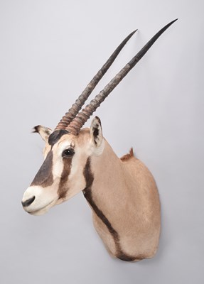 Lot Taxidermy: Gemsbok Oryx (Oryx gazella), modern,...