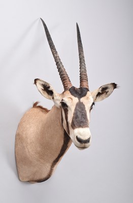 Lot 60 - Taxidermy: Gemsbok Oryx (Oryx gazella), modern,...