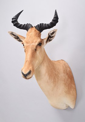 Lot Taxidermy: Coke's Hartebeest (Alcelaphus...