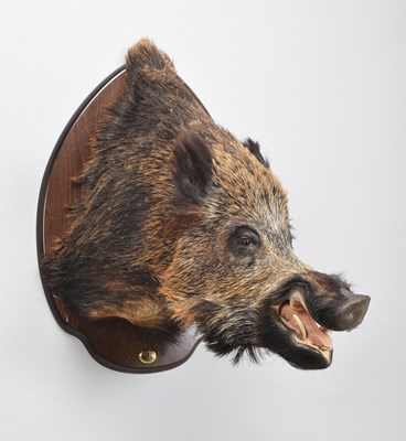 Lot Taxidermy: European Wildboar (Sus scrofa),...