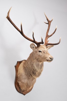 Lot Taxidermy: Scottish Red Deer (Cervus elaphus...