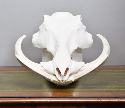 Lot 1314 - Skulls/Anatomy: African Common Warthog Skull...
