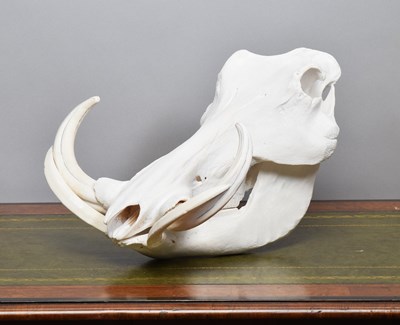 Lot 1314 - Skulls/Anatomy: African Common Warthog Skull...