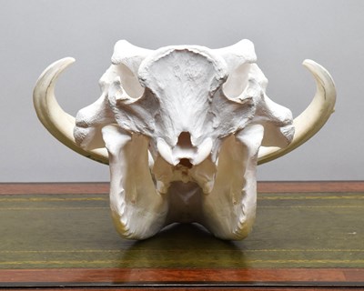 Lot 1314 - Skulls/Anatomy: African Common Warthog Skull...