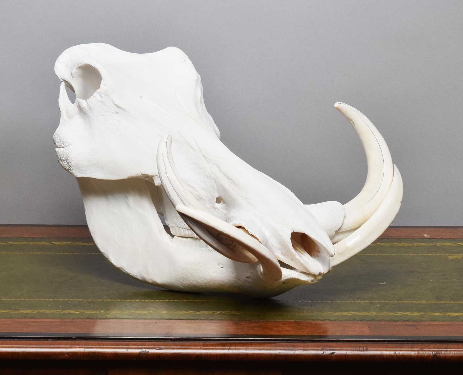 Lot 1314 - Skulls/Anatomy: African Common Warthog Skull...
