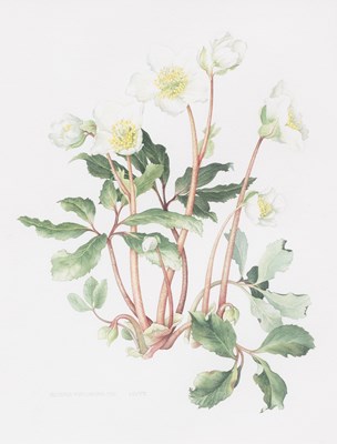 Lot 1043 - B.Gillespie (contemporary) "Helleborus Niger...