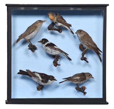 Lot 78 - Taxidermy: A Case of Various Flycatchers,...
