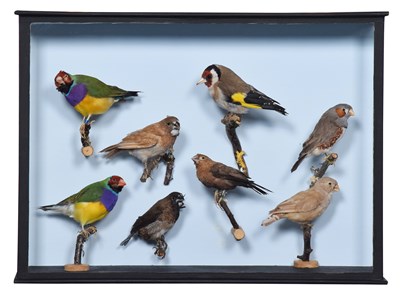 Lot 94 - Taxidermy: A Case of Various Finches, early...