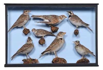 Lot 73 - Taxidermy: A Case of Various Larks, early 20th...