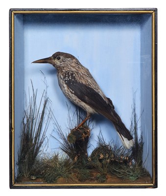Lot 27 - Taxidermy: A Late Victorian Cased Northern...