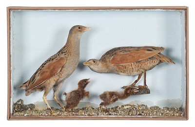 Lot 20 - Taxidermy: A Late Victorian Cased Family Group...