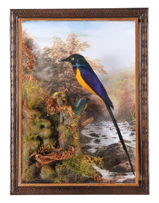 Lot 141 - Taxidermy: A Wall Cased Golden-Breasted...