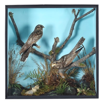 Lot 168 - Taxidermy: A Cased Family Group of European...