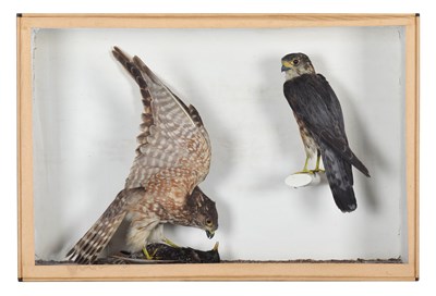 Lot 87 - Taxidermy: A Late Victorian Cased Pair of...