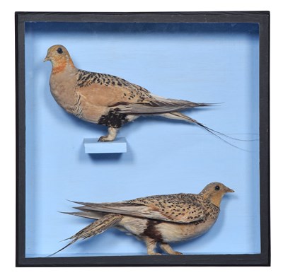 Lot 37 - Taxidermy: A Pair of Cased Pallas's Sandgrouse...