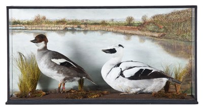Lot 89 - Taxidermy: A Pair of Cased Smew (Mergus...