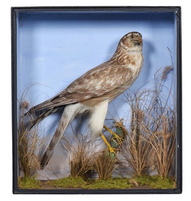Lot 92 - Taxidermy: A Cased Hen Harrier (Circus...