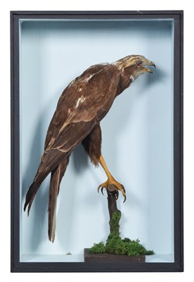Lot 134 - Taxidermy: A Cased Marsh Harrier (Circus...