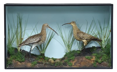 Lot 156 - Taxidermy: A Cased Pair of Eurasian Curlews...