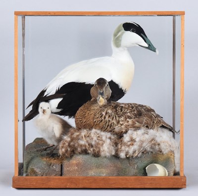 Lot 142 - Taxidermy: A Cased Family Group of Common...