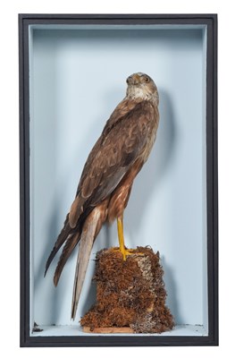 Lot 8 - Taxidermy: A Victorian Cased Marsh Harrier...