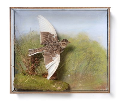 Lot 144 - Taxidermy: A Wall Cased Pied Eurasian Skylark...