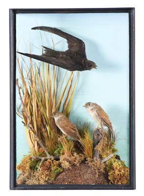 Lot 16 - Taxidermy: A Cased Swift and Reed Warblers,...