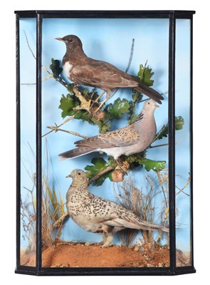 Lot 100 - Taxidermy: A Cased Ring Ouzel, Turtle Dove and...