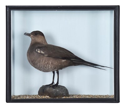 Lot 63 - Taxidermy: A Cased Arctic Skua or Parasitic...