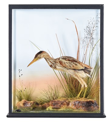 Lot 131 - Taxidermy: A Cased European Little Bittern...