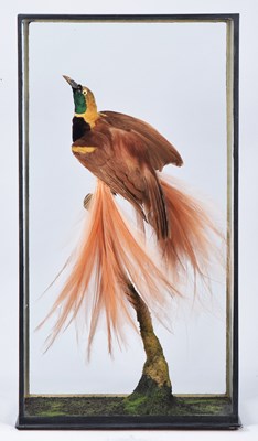 Lot 178 - Taxidermy: A Cased Count Raggiana...
