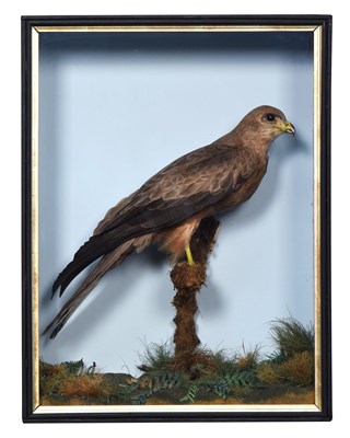 Lot 132 - Taxidermy: A Cased Black Kite ( Milvus...