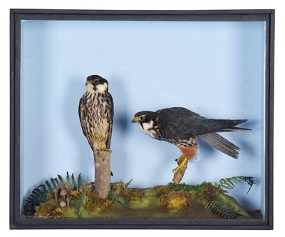 Lot 170 - Taxidermy: A Cased Pair of Eurasian Hobby's (...