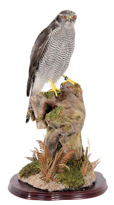 Lot 145 - Taxidermy: Northern Goshawk (Accipiter...