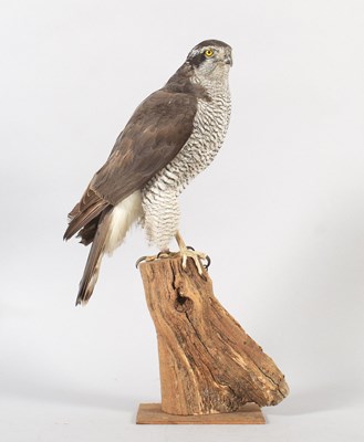 Lot 125 - Taxidermy: Northern Goshawk (Accipiter...