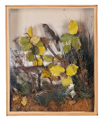 Lot 65 - Taxidermy: A Cased Pair of Common Nightingales...