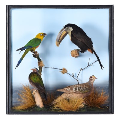 Lot 161 - Taxidermy: A Cased Tropical Bird Display, to...