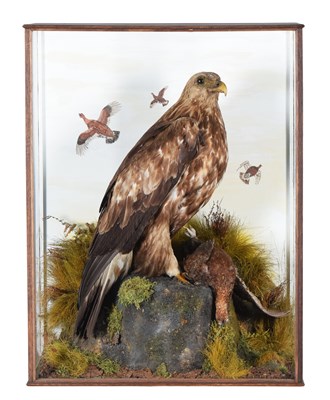 Lot 179 - Taxidermy: A Victorian Cased Golden Eagle...