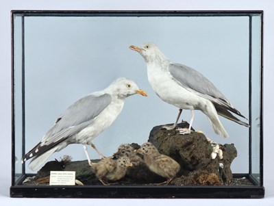 Lot 147 - Taxidermy: A Cased Family Group of Herring...