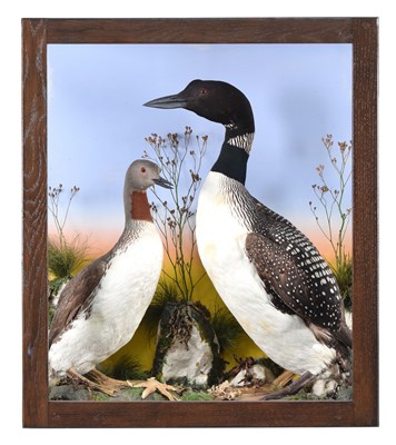 Lot 150 - Taxidermy: A Cased Red-throated and Great...
