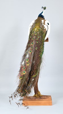 Lot 180 - Taxidermy: A Pied Indian Peackock (Pavo...