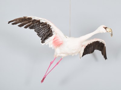 Lot 167 - Taxidermy: Lesser Flamingo (Phoeniconaias...