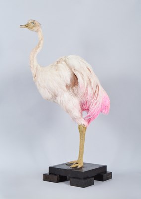 Lot 157 - Taxidermy: South American Rhea (Struthio...