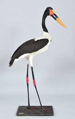 Lot 159 - Taxidermy: Saddle-billed Stork...