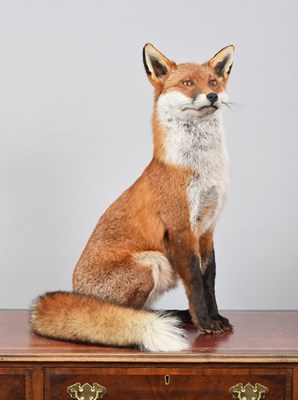 Lot 195 - Taxidermy: European Red Fox (Vulpes vulpes),...