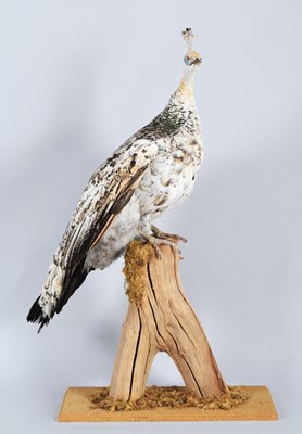 Lot 155 - Taxidermy: A Black-shouldered Peafowl (Pavo...