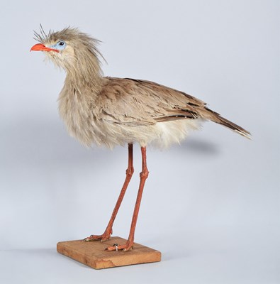 Lot 118 - Taxidermy: Red-Legged Seriema (Cariama...