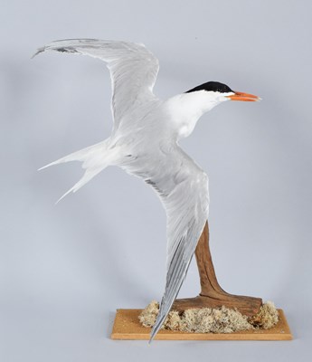 Lot 115 - Taxidermy: Royal Tern (Thalasseus maximus),...